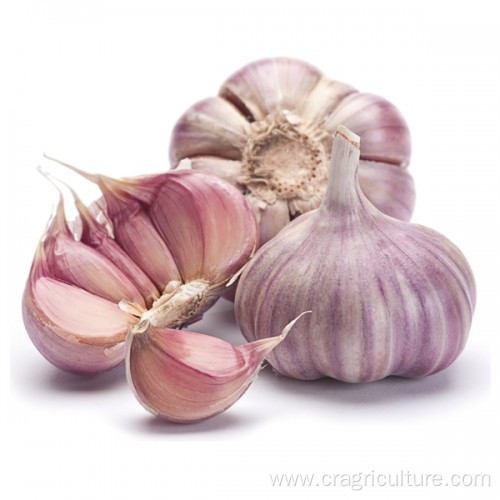 Natural Fresh Red Garlic Vegetables Price